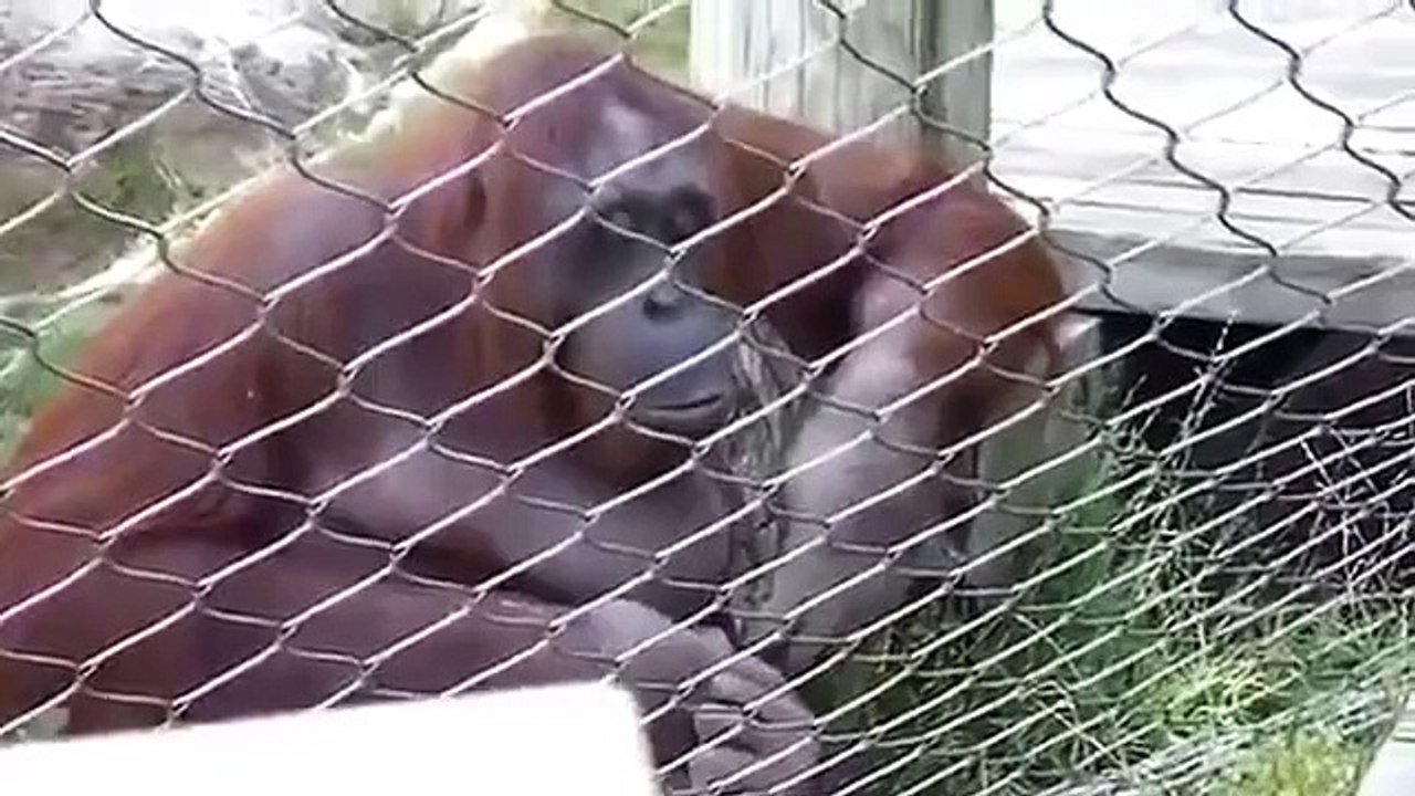 大オランウータンチューインガム