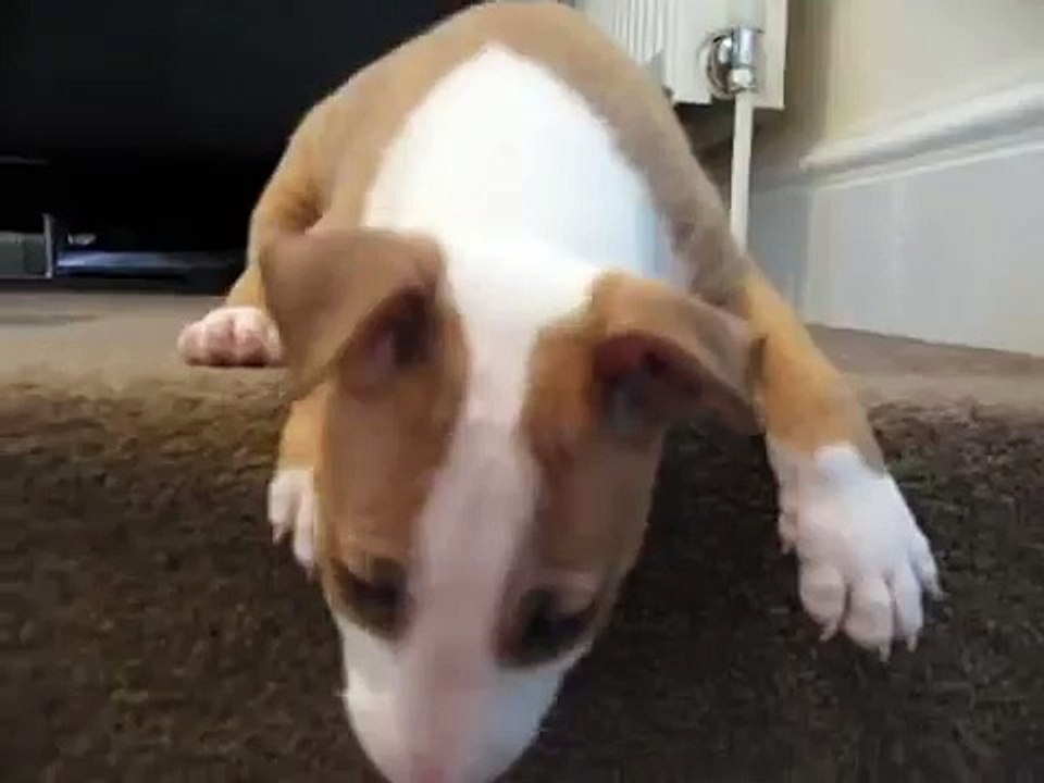 Bullterrier