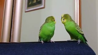 Два попугая общаются между собой