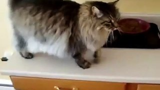 Home Maine Coon