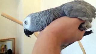 Home Grey parrot likes to relax on a palm