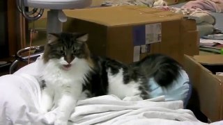 Home Norwegian forest cat in the apartment