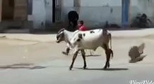 Lal Batti - Whats App Funny Video 2015 - New Full Comedy Funny Video For Whats App_Google Brrothers Attock