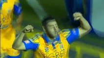 Tigres kupanın bir ucundan tuttu!