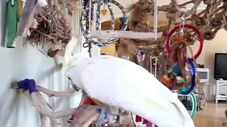 White Cockatoo talking parrot