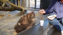 How's laughing! Funny Monkey - MUST WATCH