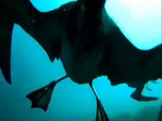 Su Altında Muhteşem Kuşların Dansı