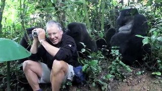 Gorilles entouré homme!