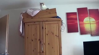 Graceful saut du chat