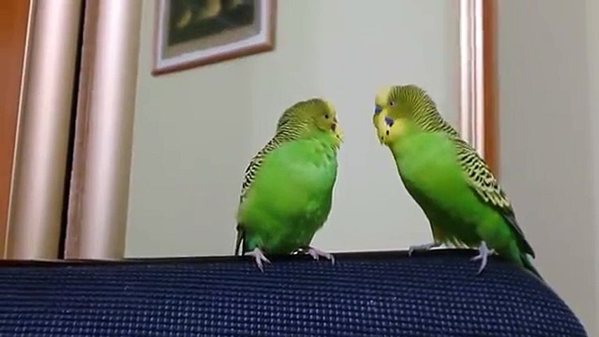 Deux perroquets parlent entre eux