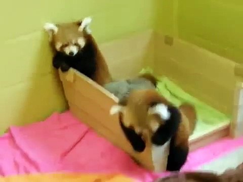 Deux petits pandas drôles