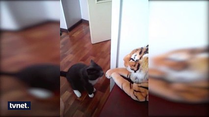 Sosyal Medyayı Sallayan Boksör Kedi