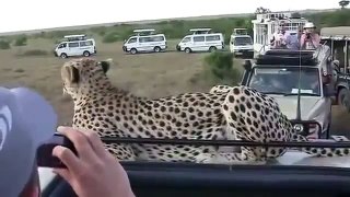 Cheetah llegó a la sesión de fotos a los turistas! Son palabras!