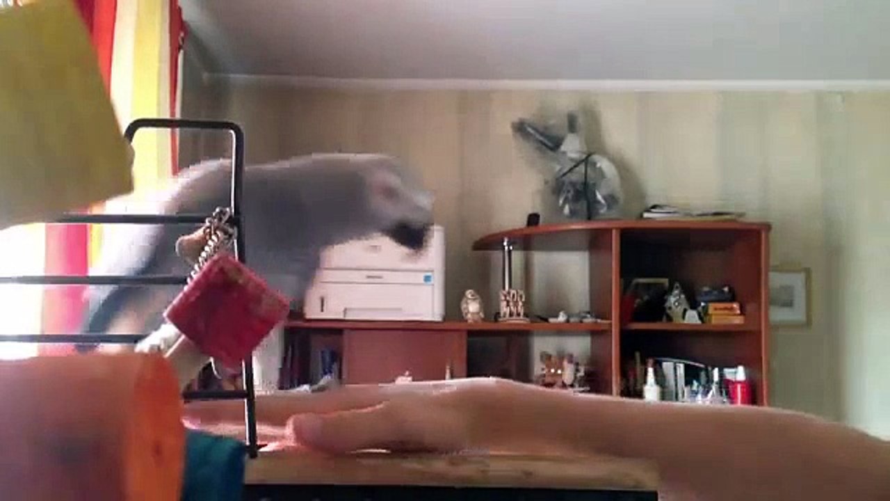 Loro que habla Jaco parte 1