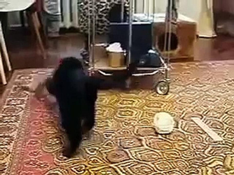 Armiño desenterrado al gato!