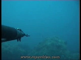 Compil Chasse sous marine daurade royale