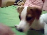 Educação cachorro Jack Russell Terrier