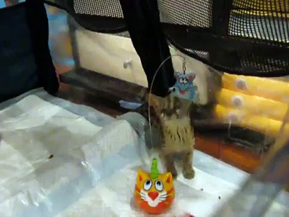 Genet como uma criança