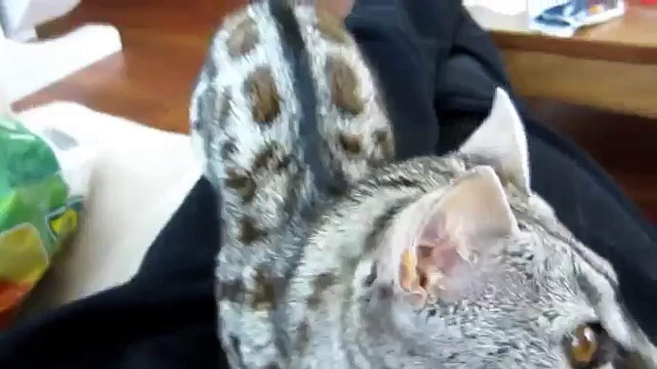 Genet de joelhos