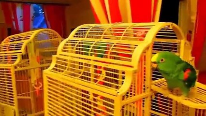 Falando papagaio macaco verde!