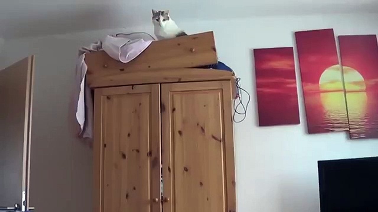 Gracioso salto gato