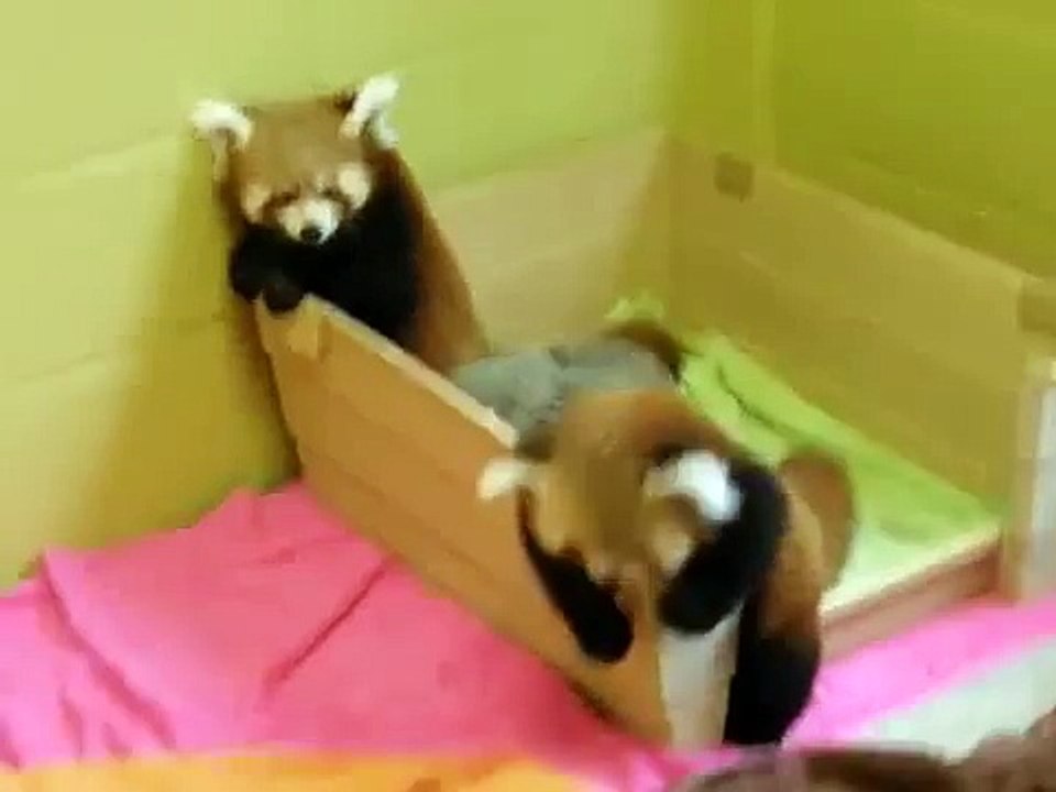 Duas pandas pequenos engraçados