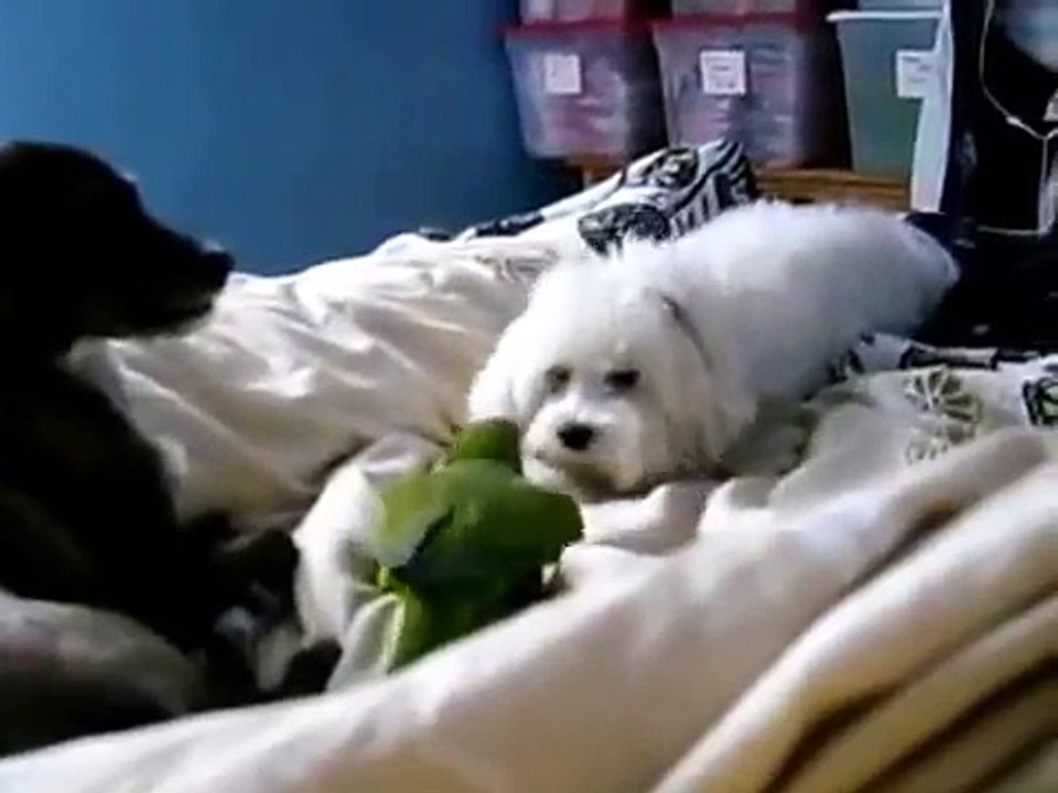 Dois cães e um papagaio verde