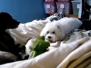 Dois cães e um papagaio verde