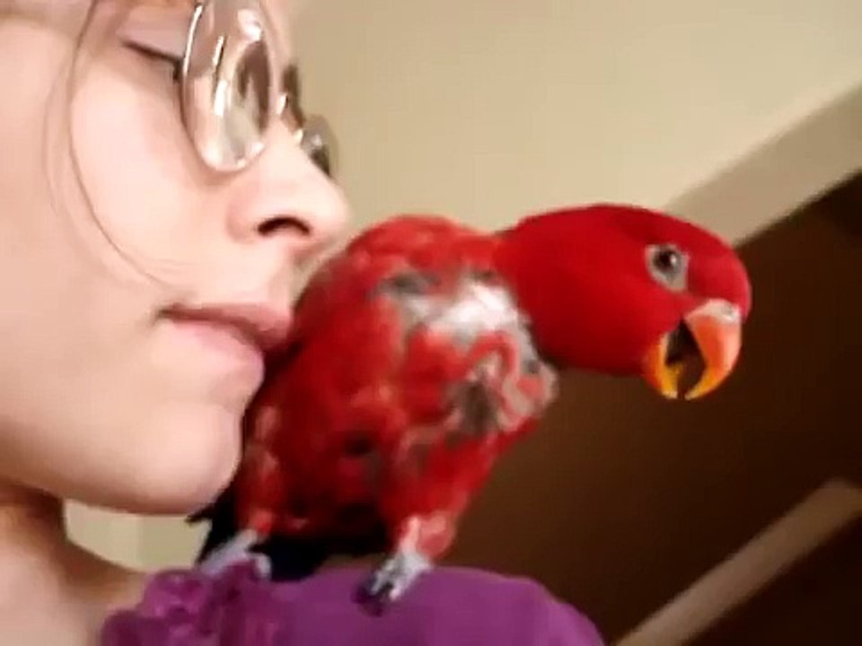 Menina papagaio falante