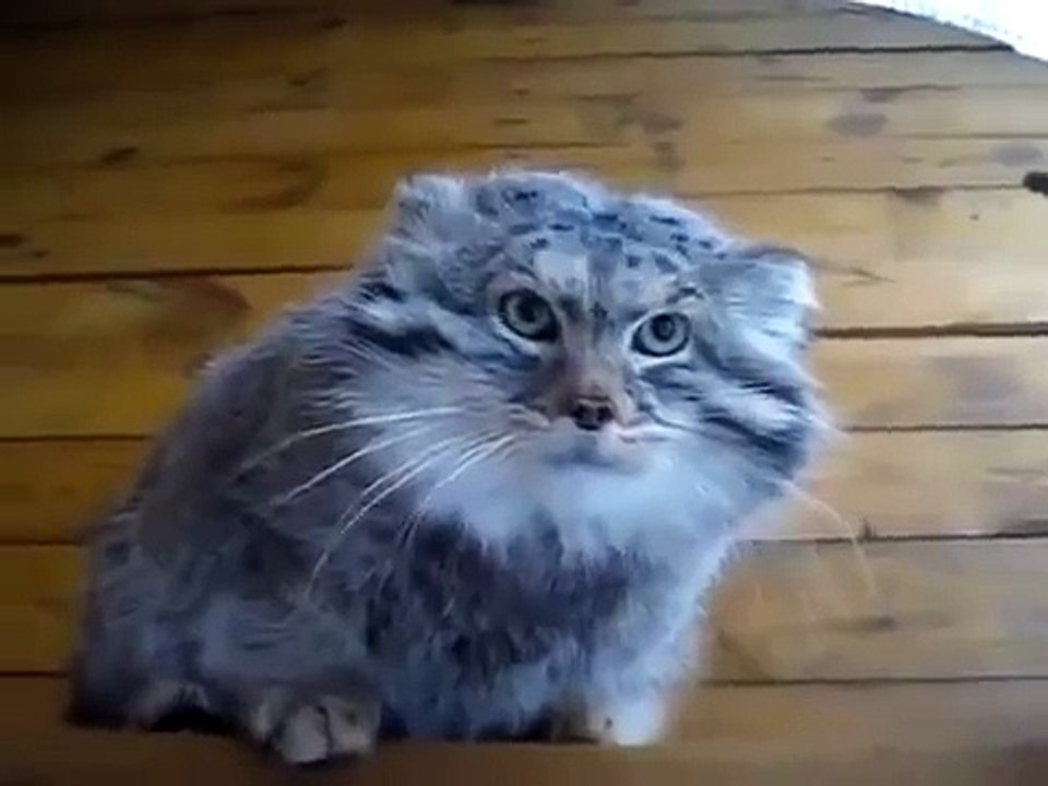 Selvagem manul gato seriamente irritado