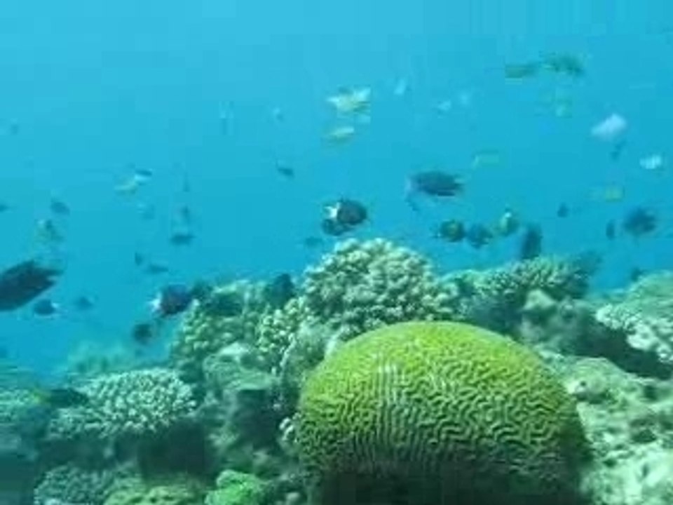 La vie sous marine