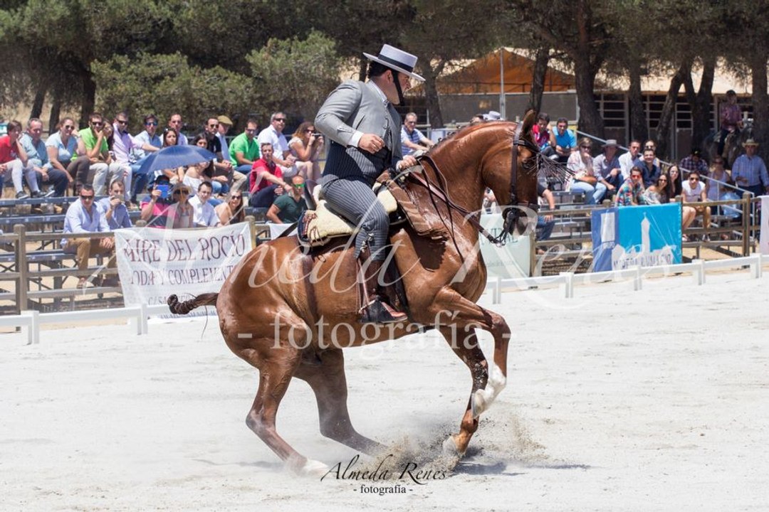 La fotografía ecuestre de Almeda Renes Fotografía.