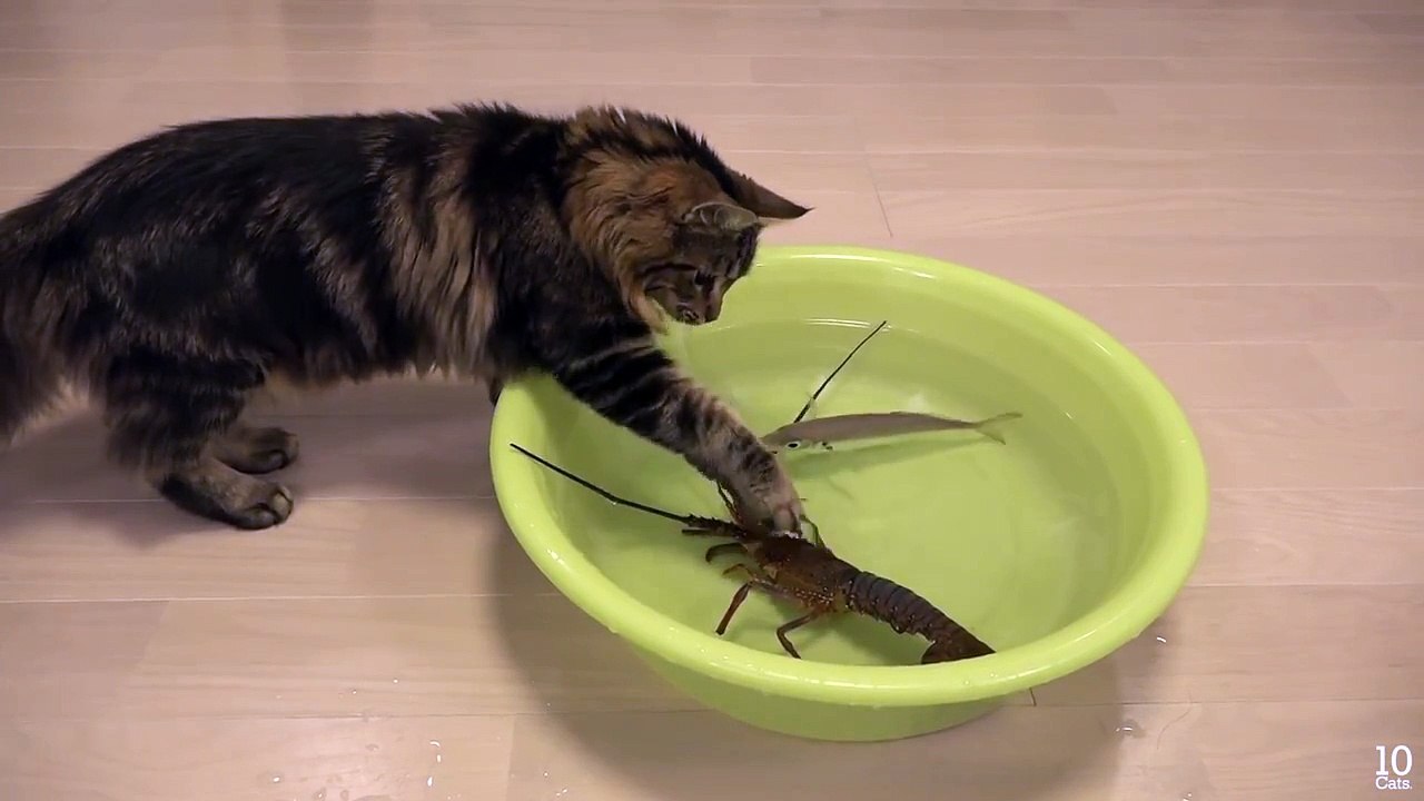 간보는 고양이