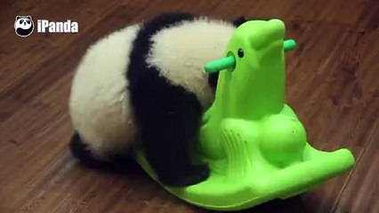 When Baby Pandas Just Want to Have Fun