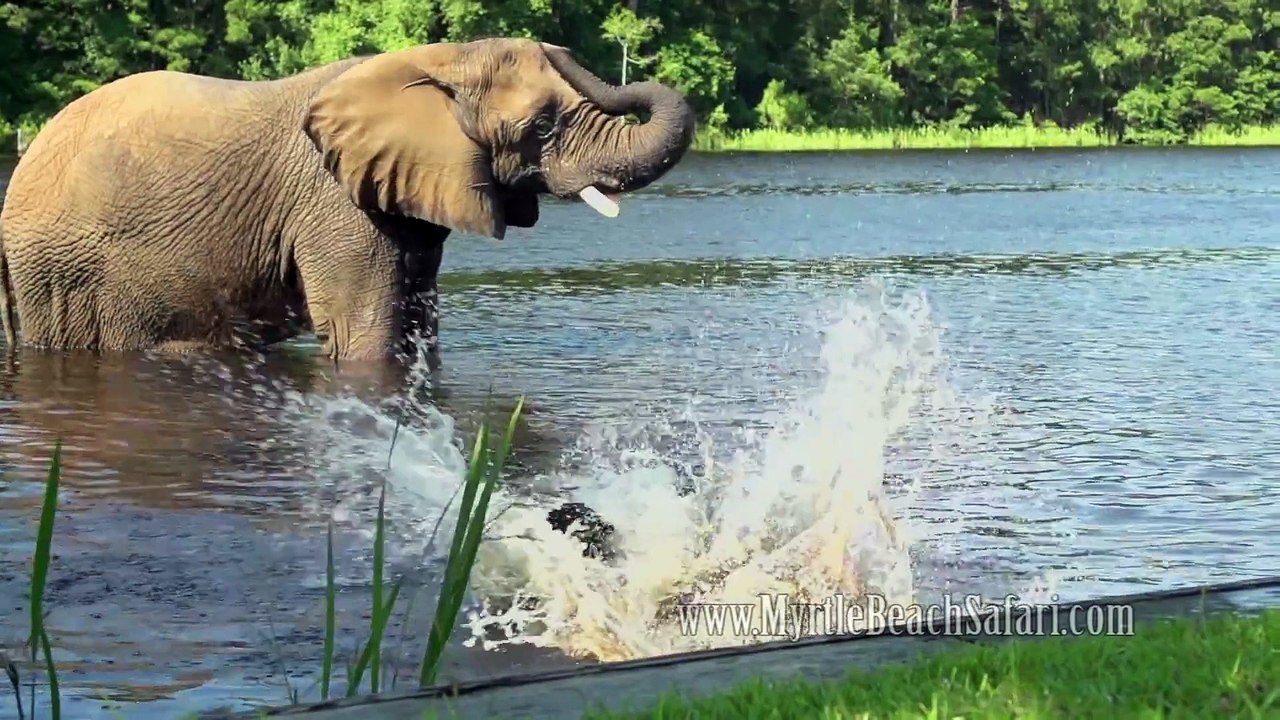 Cute dog and elephant are best friend! They play in the water! So so adorable...