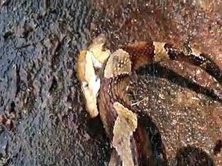 Copperhead bites itself!