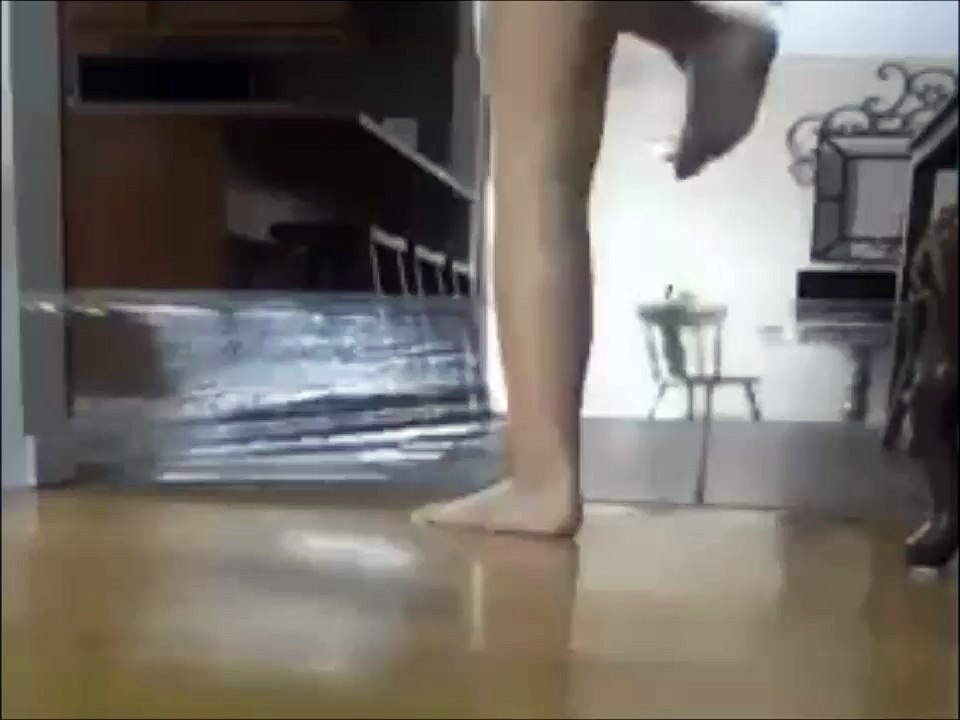 Cat trap fail - Funny