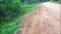 Deux militaires sauvent la vie d'un renard trouvé au bord de la route