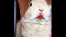 Slo-mo juicy strawberry noms. so cute rabbit