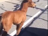 Nice guy rescues baby horse stuck on the road