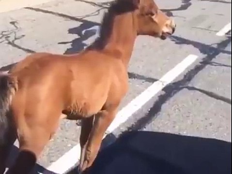 Un homme sauve un bébé cheval coincé sur la route. Moment magique