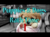 Dogs & Puppies Bath Time Compilation #1 | DogsAreAwesome