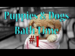 Dogs & Puppies Bath Time Compilation #1 | DogsAreAwesome