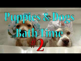 Dogs & Puppies Bath Time Compilation #2 | DogsAreAwesome