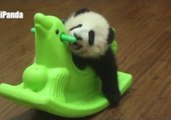 When Baby Pandas Just Want to Have Fun