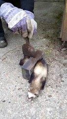 Guy saves a Poor Ferret stuck in a brick!