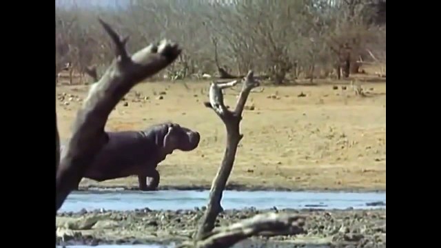 los hipopótamos defienden su cria de los leones