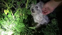 A frightened homeless dog gets rescued during a firework display - Please share.