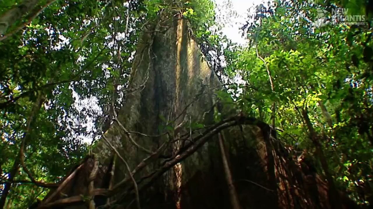 Amazon Planet ( documentary)