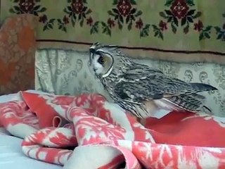 Игра с совой в квартире
